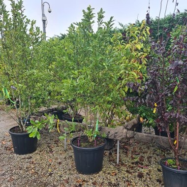 Magnolia x soulangeana 'Alba Superba' 200-250 cm